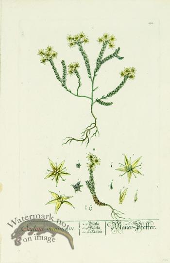 Blackwell German 264